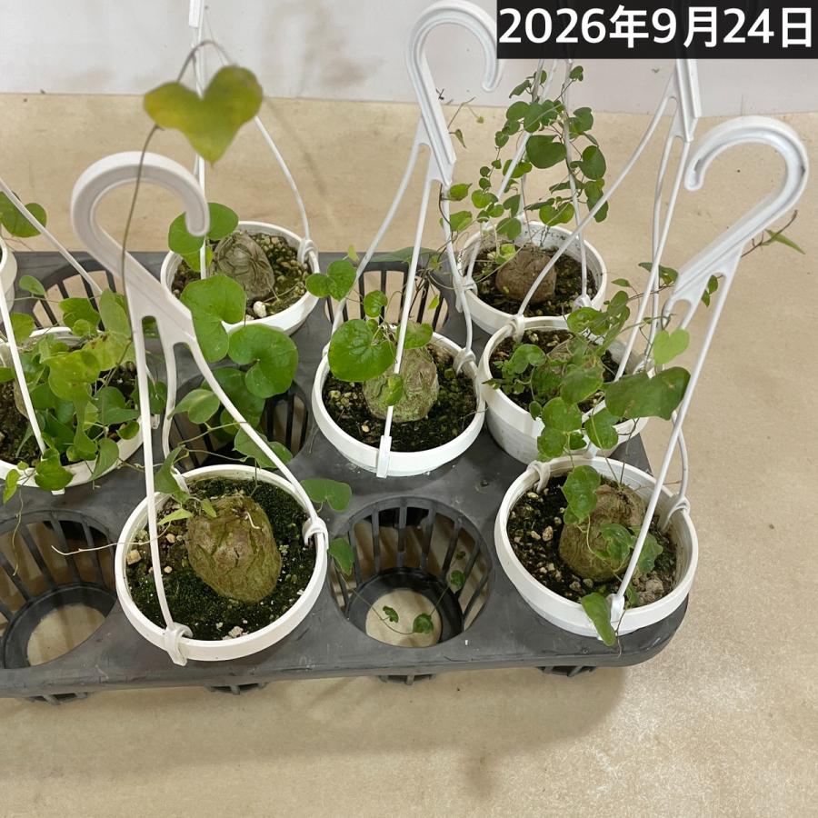 塊根植物 亀甲竜(ディオスコレア エレファンティペス) 3号吊り(個体