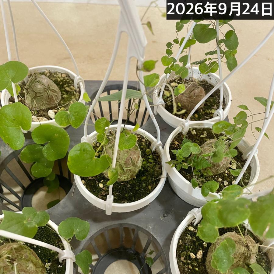 塊根植物 亀甲竜(ディオスコレア エレファンティペス) 3号吊り(個体