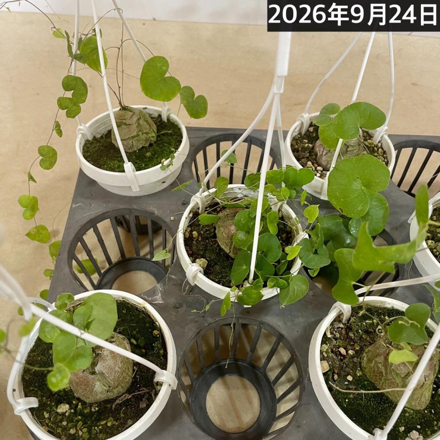 塊根植物 亀甲竜(ディオスコレア エレファンティペス) 3号吊り(個体