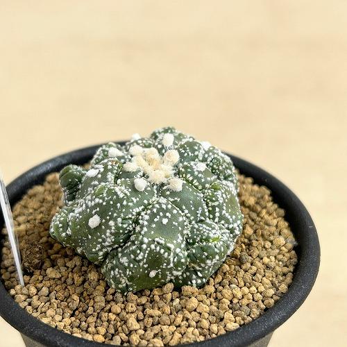 【美株】 アストロフィツム亀甲兜 国内実生株 塊根植物 サボテン サボテン 【個体B】亀甲兜丸(アストロフィツム) 2.5号(現品
