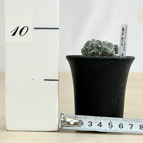 サボテン 【個体B】亀甲兜丸(アストロフィツム) 2.5号(現品