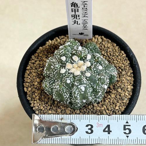 サボテン 【個体B】亀甲兜丸(アストロフィツム) 2.5号(現品