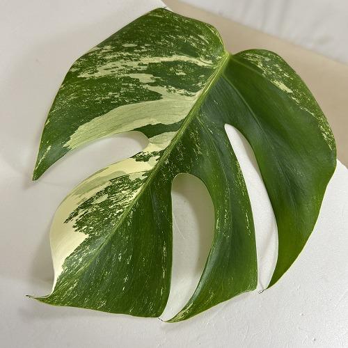 葉傷みあり】観葉植物 【F】白斑モンステラ ボルシギアナ バリエガータ