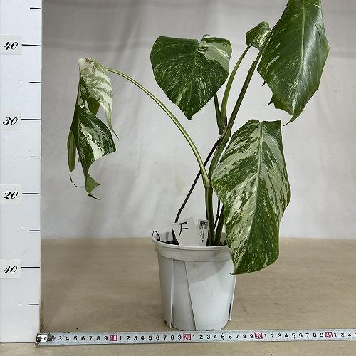葉傷みあり】観葉植物 【F】白斑モンステラ ボルシギアナ バリエガータ