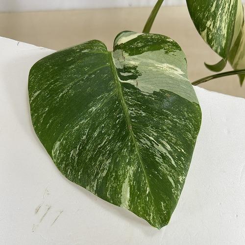 葉傷みあり】観葉植物 【F】白斑モンステラ ボルシギアナ バリエガータ