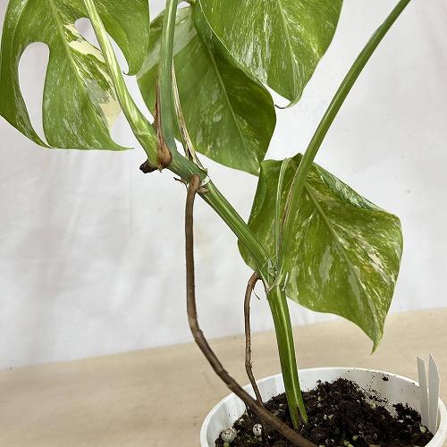葉傷みあり】観葉植物 【F】白斑モンステラ ボルシギアナ バリエガータ