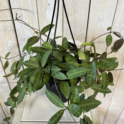 観葉植物　ホヤ エリプティカ 4号吊り鉢(黒)(個体おまかせ1鉢)　インテリアグリーン 室内園芸 おしゃれ 可愛い かわいい |  | 01