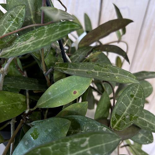観葉植物　ホヤ エリプティカ 4号吊り鉢(黒)(個体おまかせ1鉢)　インテリアグリーン 室内園芸 おしゃれ 可愛い かわいい |  | 03