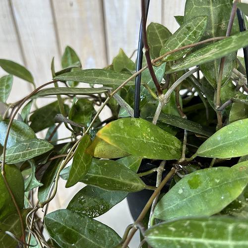 観葉植物　ホヤ エリプティカ 4号吊り鉢(黒)(個体おまかせ1鉢)　インテリアグリーン 室内園芸 おしゃれ 可愛い かわいい |  | 04