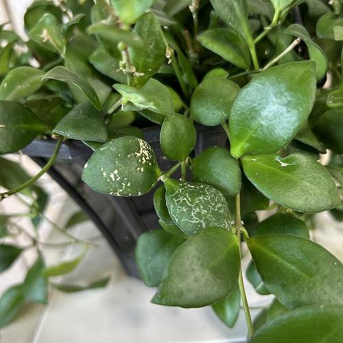 観葉植物　ホヤ エリプティカ 4号吊り鉢(黒)(個体おまかせ1鉢)　インテリアグリーン 室内園芸 おしゃれ 可愛い かわいい |  | 05