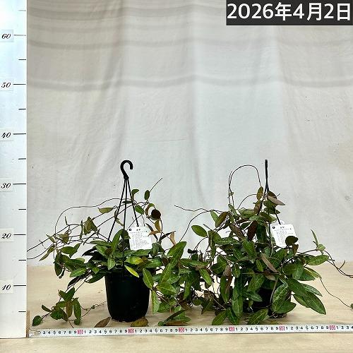 観葉植物　ホヤ エリプティカ 4号吊り鉢(黒)(個体おまかせ1鉢)　インテリアグリーン 室内園芸 おしゃれ 可愛い かわいい |  | 06