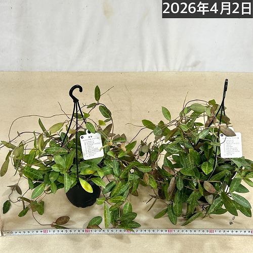 観葉植物　ホヤ エリプティカ 4号吊り鉢(黒)(個体おまかせ1鉢)　インテリアグリーン 室内園芸 おしゃれ 可愛い かわいい |  | 07