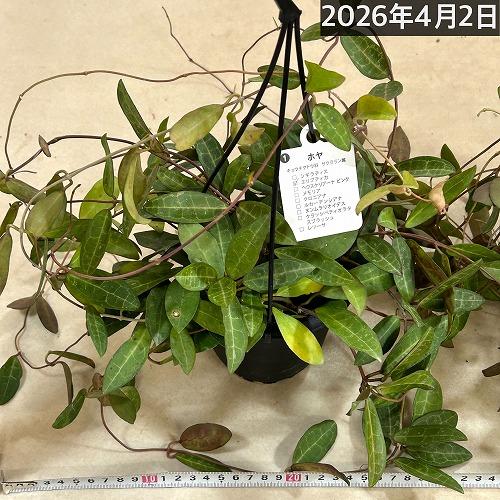 観葉植物　ホヤ エリプティカ 4号吊り鉢(黒)(個体おまかせ1鉢)　インテリアグリーン 室内園芸 おしゃれ 可愛い かわいい |  | 08