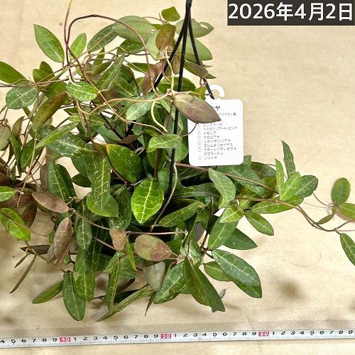 観葉植物　ホヤ エリプティカ 4号吊り鉢(黒)(個体おまかせ1鉢)　インテリアグリーン 室内園芸 おしゃれ 可愛い かわいい |  | 09