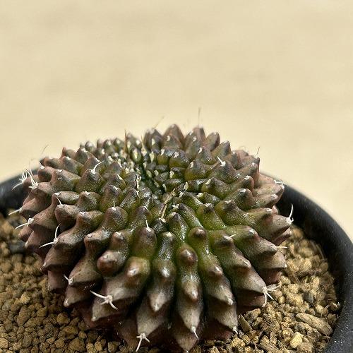 サボテン 【個体C】ギムノカリキウム 棘無し牡丹玉 石化 2.5号(現品