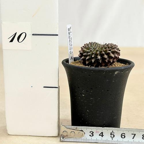 サボテン 【個体C】ギムノカリキウム 棘無し牡丹玉 石化 2.5号(現品