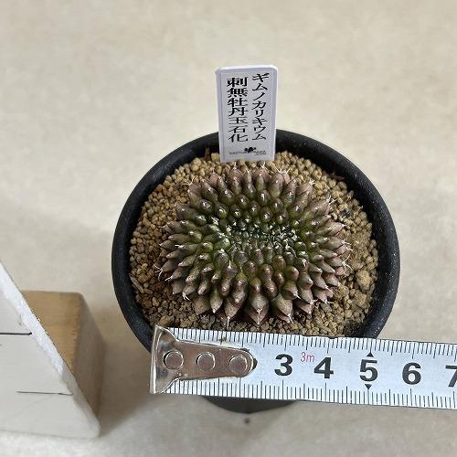 サボテン 【個体C】ギムノカリキウム 棘無し牡丹玉 石化 2.5号(現品