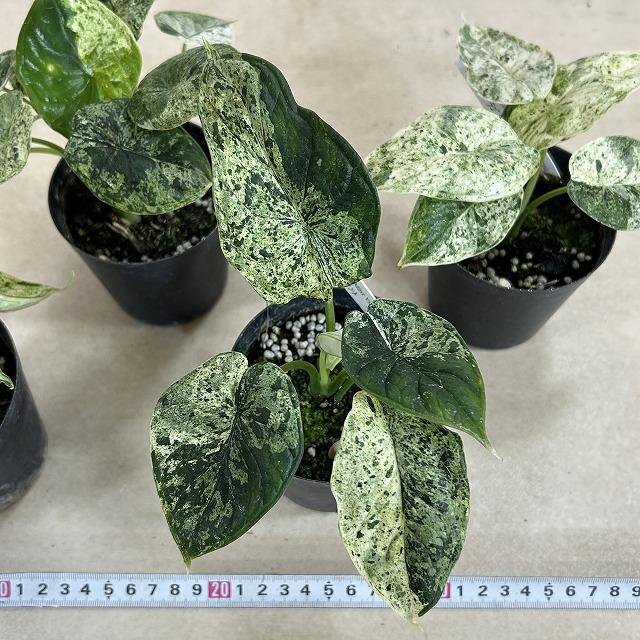 壱*）様 5株セットms122アロカシア・ドラゴンスケール・ミント・バリエガータ 観葉植物 ミント斑アロカシア ドラゴンスケール バリエガータミント 3