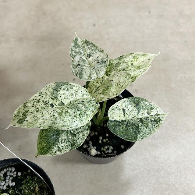 観葉植物 ミント斑アロカシア ドラゴンスケール バリエガータミント 3