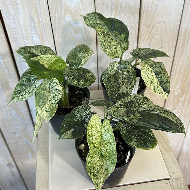 観葉植物 ミント斑アロカシア ドラゴンスケール バリエガータミント 3