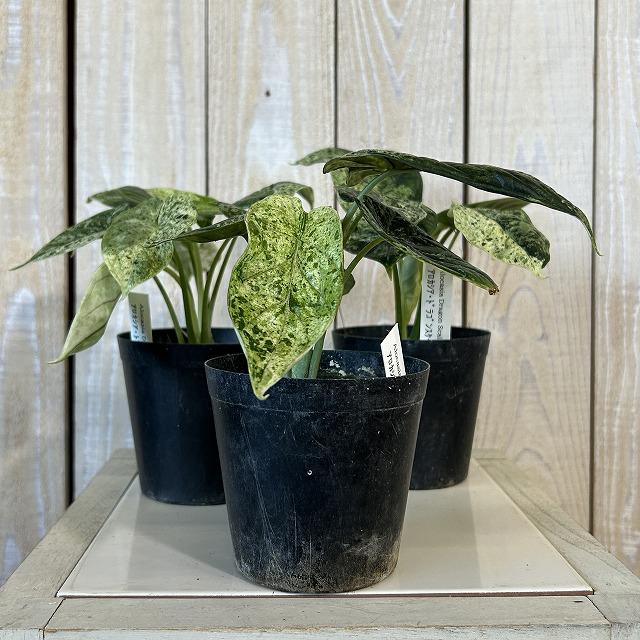 観葉植物 ミント斑アロカシア ドラゴンスケール バリエガータミント 3
