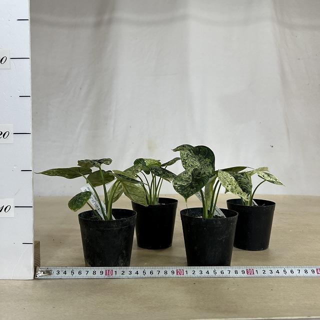 観葉植物 ミント斑アロカシア ドラゴンスケール バリエガータミント 3