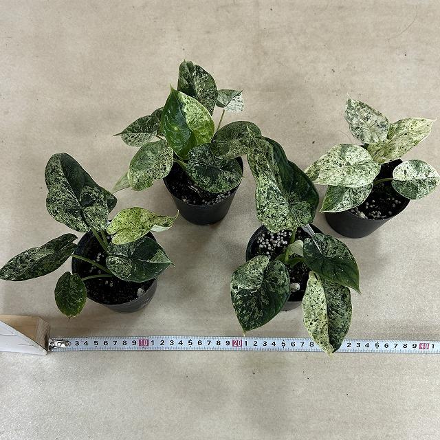 観葉植物 ミント斑アロカシア ドラゴンスケール バリエガータミント 3