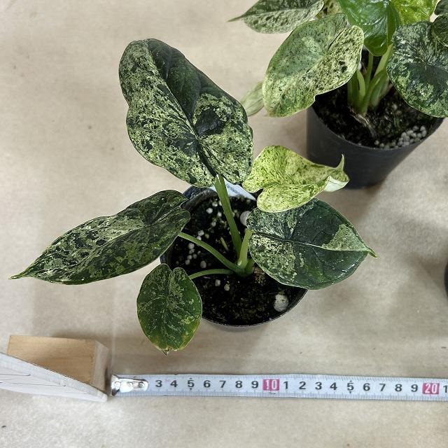 観葉植物 ミント斑アロカシア ドラゴンスケール バリエガータミント 3