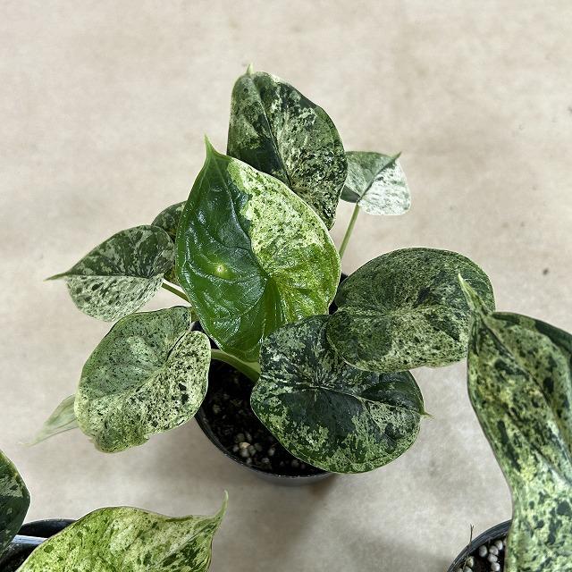 観葉植物 ミント斑アロカシア ドラゴンスケール バリエガータミント 3