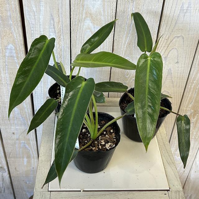 観葉植物 フィロデンドロン スピリタスサンクチ 3号ポット(個体
