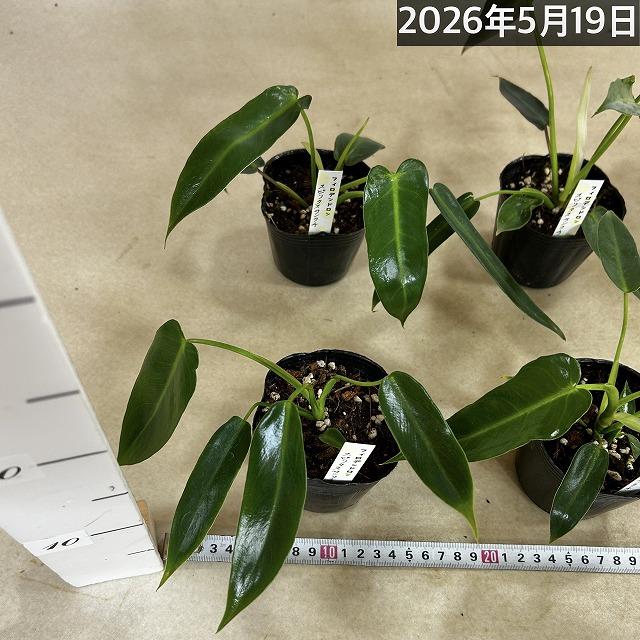 観葉植物 フィロデンドロン スピリタスサンクチ 3号ポット(個体
