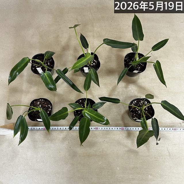 観葉植物 フィロデンドロン スピリタスサンクチ 3号ポット(個体