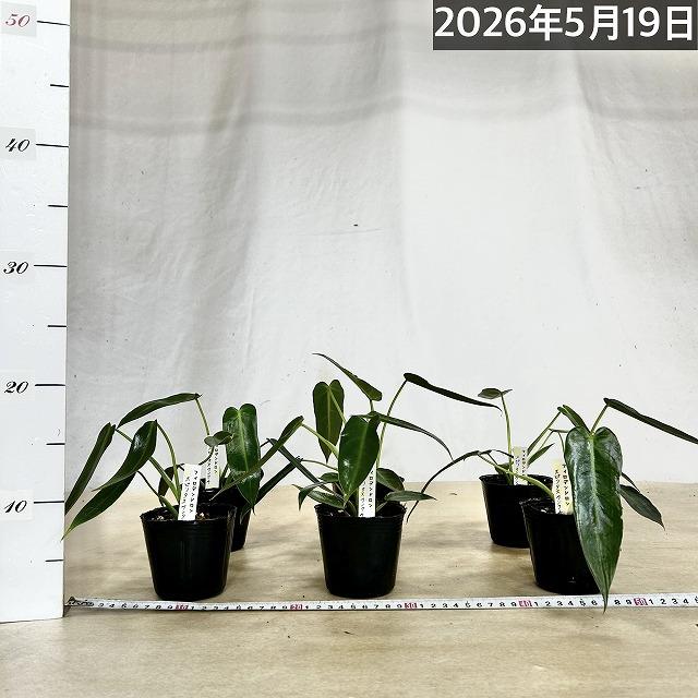 観葉植物 フィロデンドロン スピリタスサンクチ 3号ポット(個体