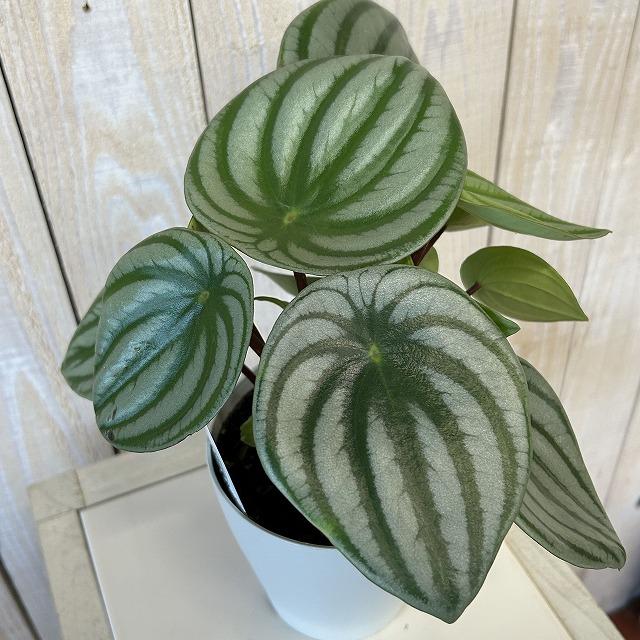 観葉植物　スイカペペ(ペペロミア サンデルシー) 4号鉢(個体おまかせ1鉢)　インテリアグリーン 室内園芸 おしゃれ 可愛い かわいい（Yahoo!・LEAFS ヤフー店）