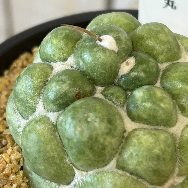 観葉植物　刺無し象牙丸(コリファンタ エレファンティデンス) 3.5号鉢(個体おまかせ1鉢)　インテリアグリーン 室内園芸 おしゃれ 可愛い かわいい | 