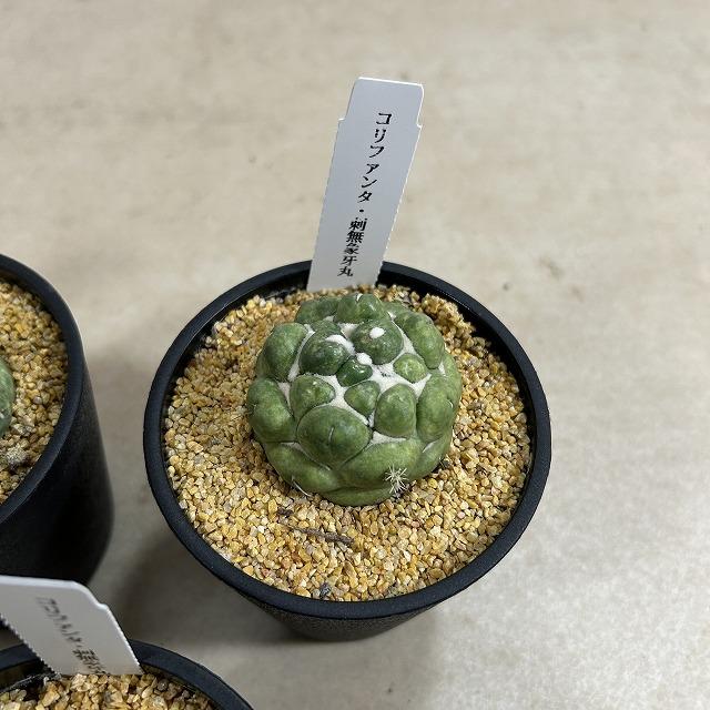 観葉植物　刺無し象牙丸(コリファンタ エレファンティデンス) 3.5号鉢(個体おまかせ1鉢)　インテリアグリーン 室内園芸 おしゃれ 可愛い かわいい |  | 10