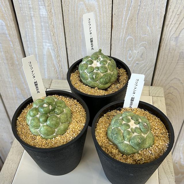 観葉植物　刺無し象牙丸(コリファンタ エレファンティデンス) 3.5号鉢(個体おまかせ1鉢)　インテリアグリーン 室内園芸 おしゃれ 可愛い かわいい |  | 01