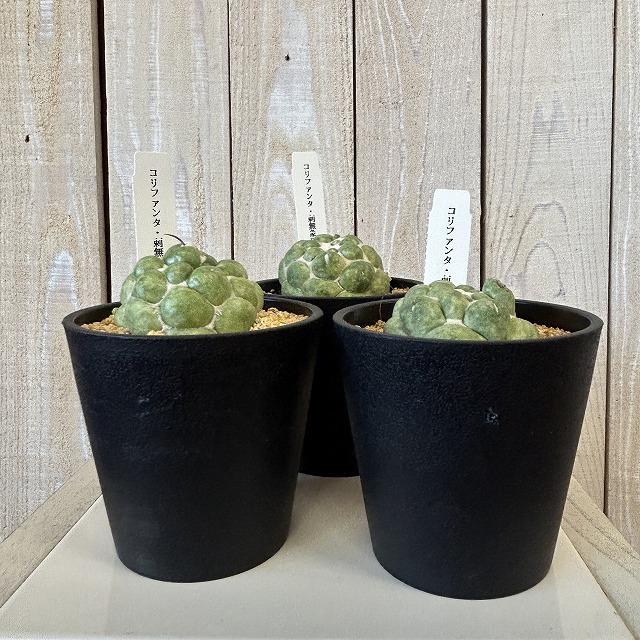 観葉植物　刺無し象牙丸(コリファンタ エレファンティデンス) 3.5号鉢(個体おまかせ1鉢)　インテリアグリーン 室内園芸 おしゃれ 可愛い かわいい |  | 02