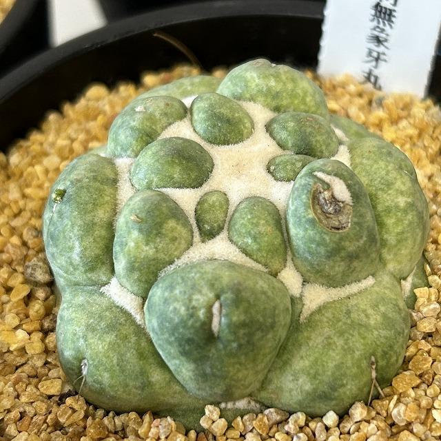 観葉植物　刺無し象牙丸(コリファンタ エレファンティデンス) 3.5号鉢(個体おまかせ1鉢)　インテリアグリーン 室内園芸 おしゃれ 可愛い かわいい |  | 03