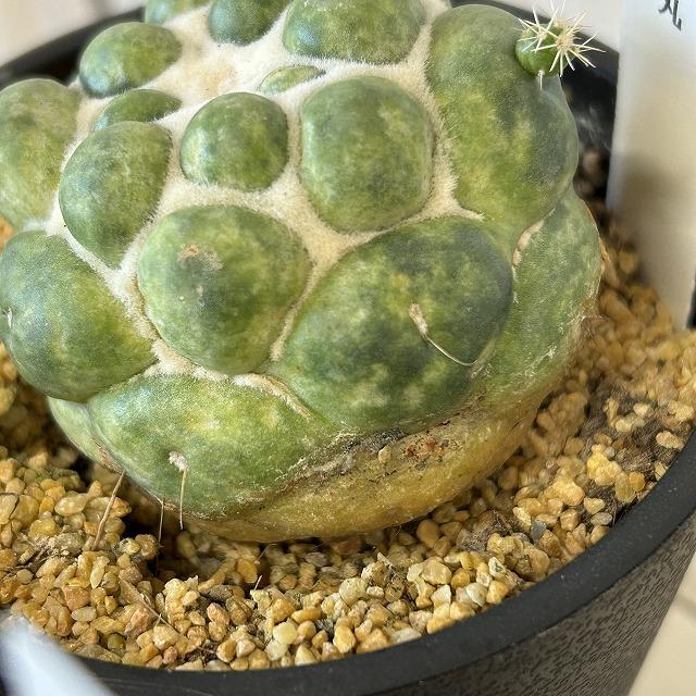 観葉植物　刺無し象牙丸(コリファンタ エレファンティデンス) 3.5号鉢(個体おまかせ1鉢)　インテリアグリーン 室内園芸 おしゃれ 可愛い かわいい |  | 04