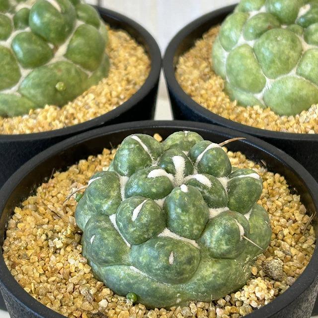 観葉植物　刺無し象牙丸(コリファンタ エレファンティデンス) 3.5号鉢(個体おまかせ1鉢)　インテリアグリーン 室内園芸 おしゃれ 可愛い かわいい |  | 05