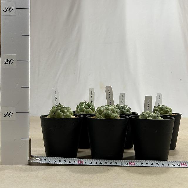 観葉植物　刺無し象牙丸(コリファンタ エレファンティデンス) 3.5号鉢(個体おまかせ1鉢)　インテリアグリーン 室内園芸 おしゃれ 可愛い かわいい |  | 06