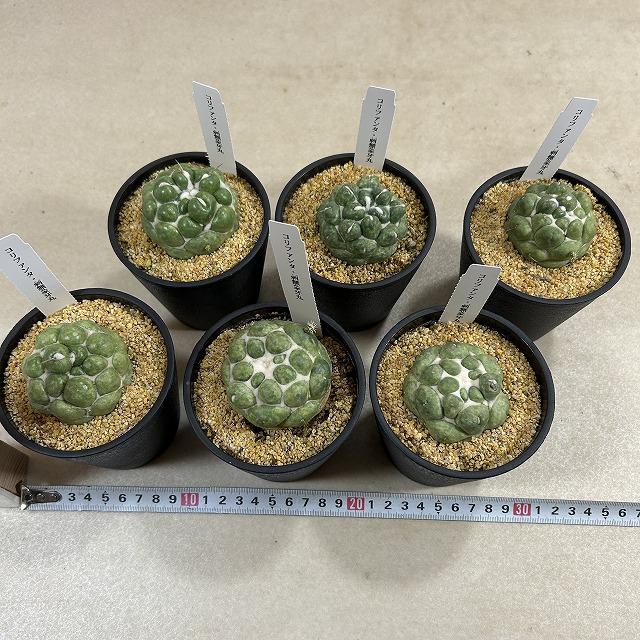 観葉植物　刺無し象牙丸(コリファンタ エレファンティデンス) 3.5号鉢(個体おまかせ1鉢)　インテリアグリーン 室内園芸 おしゃれ 可愛い かわいい |  | 07