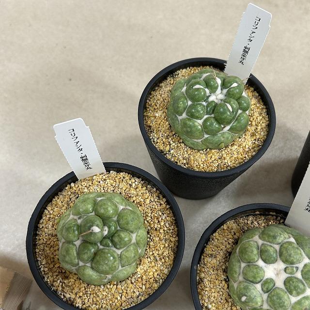 観葉植物　刺無し象牙丸(コリファンタ エレファンティデンス) 3.5号鉢(個体おまかせ1鉢)　インテリアグリーン 室内園芸 おしゃれ 可愛い かわいい |  | 08