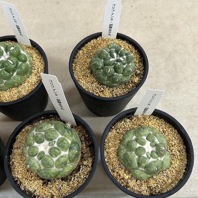 観葉植物　刺無し象牙丸(コリファンタ エレファンティデンス) 3.5号鉢(個体おまかせ1鉢)　インテリアグリーン 室内園芸 おしゃれ 可愛い かわいい |  | 09