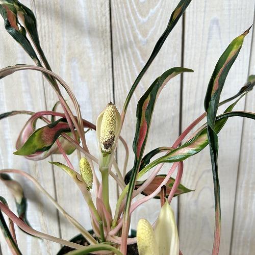 ＊アグラオネマ　メデューサ　4号＊ 観葉植物 アグラオネマ メデューサ 4号スリット鉢(緑)(個体おまかせ1鉢