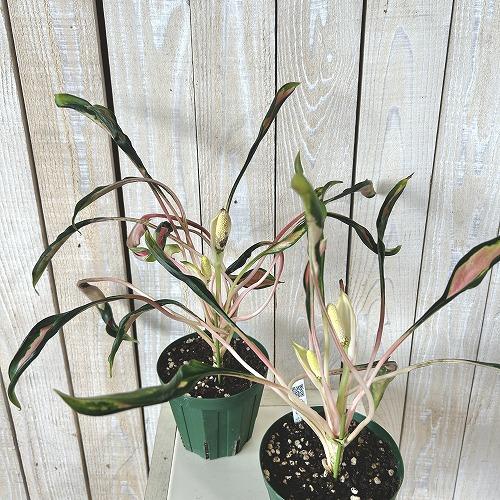 観葉植物 アグラオネマ メデューサ 4号スリット鉢(緑)(個体おまかせ1鉢