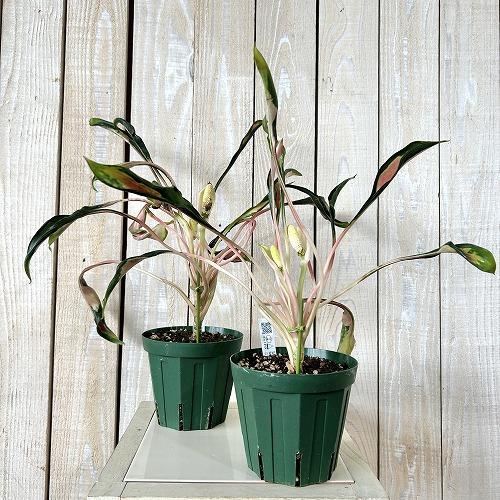 観葉植物 アグラオネマ メデューサ 4号スリット鉢(緑)(個体おまかせ1鉢