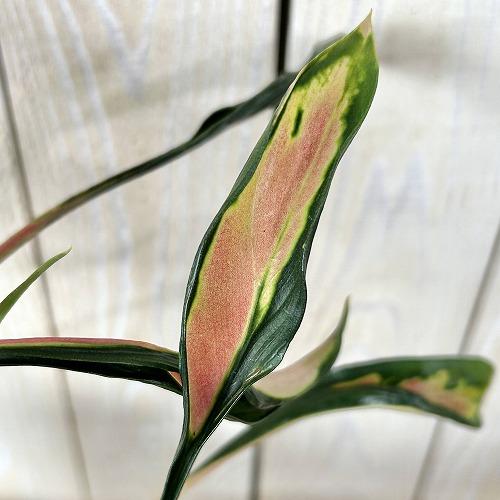 ＊アグラオネマ　メデューサ　4号＊ 観葉植物 アグラオネマ メデューサ 4号スリット鉢(緑)(個体おまかせ1鉢