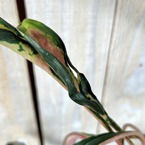 観葉植物 アグラオネマ メデューサ 4号スリット鉢(緑)(個体おまかせ1鉢
